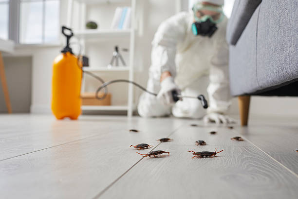 Commercial Rodent Management in Coolidge